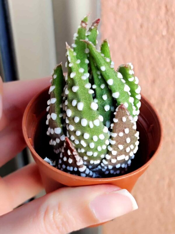 Haworthia Reinwardtii