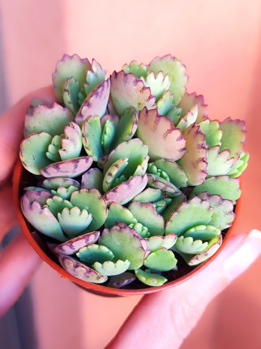 Kalanchoe Fedtschenkoi Suculenta con amor