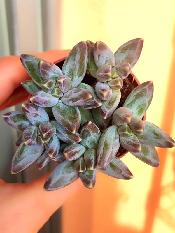 Pachyphytum-Compactum-Red-Tips