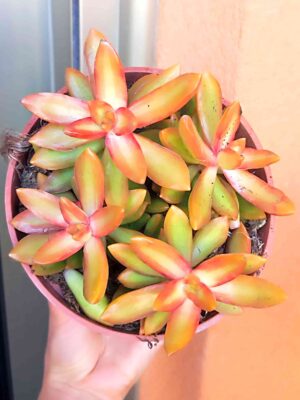 Sedum Adolphii Firestorm