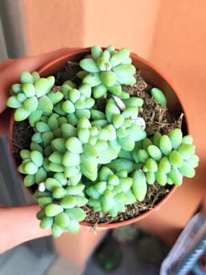 Sedum Morganianum 8,5
