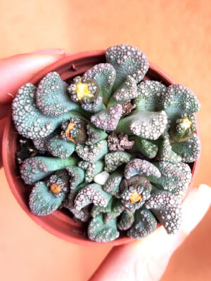 Titanopsis Calcarea