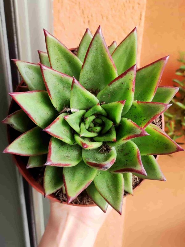 Echeveria Agavoides Red Edge