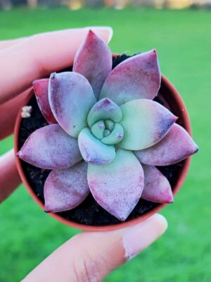 Echeveria Colorata f. Brandtii