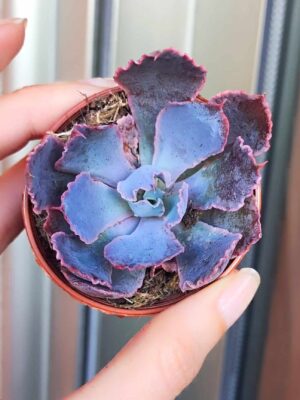 Echeveria-Neon-Breakers