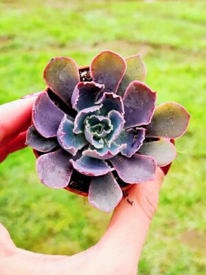 Echeveria Neon Breakers 5,5