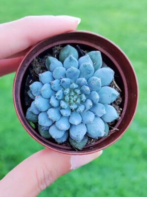 Echeveria Setosa Deminuta 5,5
