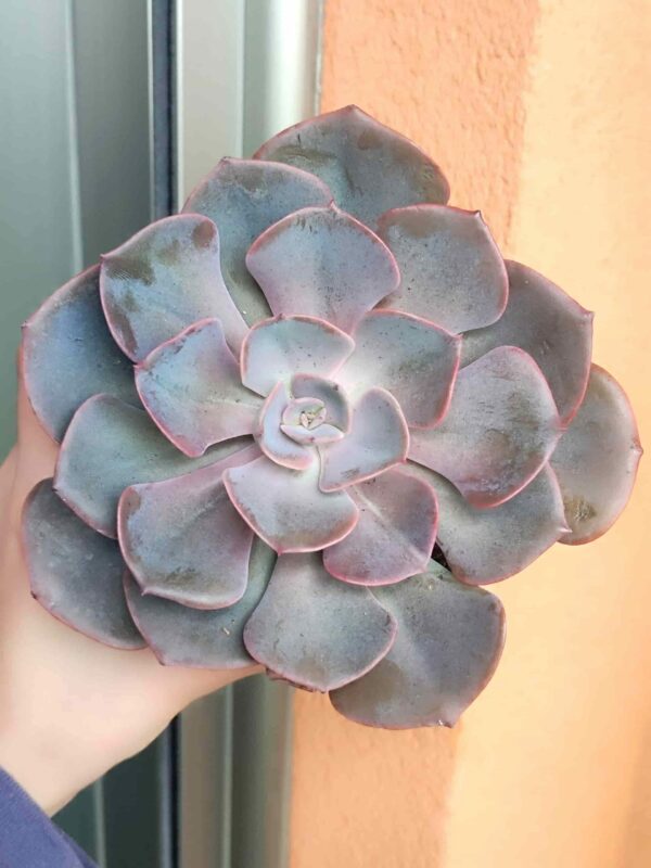 Echveria Dusty Rose