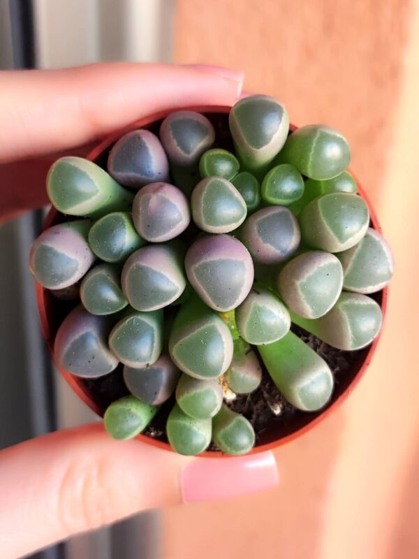 Fenestraria Aurantiaca