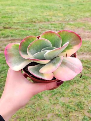 KALANCHOE RAINBOW 13