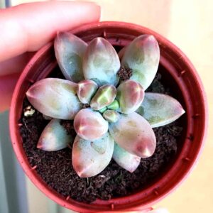 Pachyphytum Compactum Red Tips