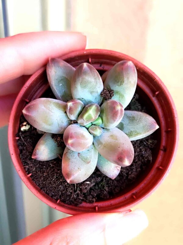 Pachyphytum Compactum Red Tips