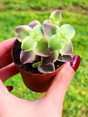 Crassula Marginalis Rubra 5,5