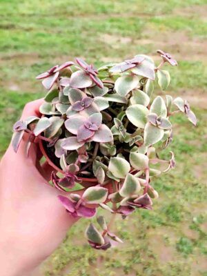 CRASSULA MARGINALIS RUBRA 8,5
