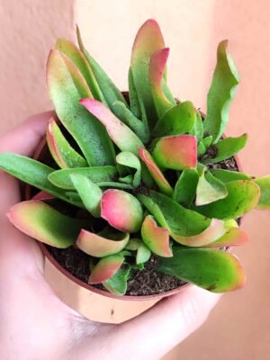 Crassula Capitella
