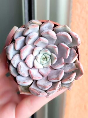 Echeveria Cuspidata var. Zaragozae Pink Form
