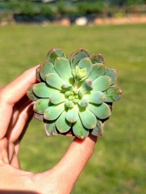 Sedeveria Blue Elf 5,5