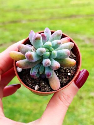 Sedum Pachyphyllum Rose 5,5