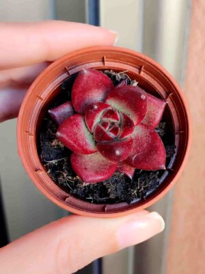 Echeveria Agavoides Romeo Rubin 5,5