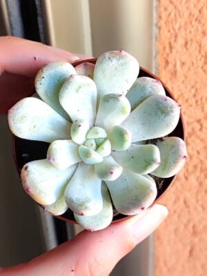 Echeveria Biante