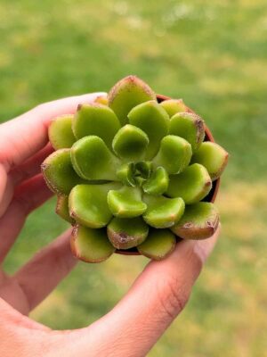 Echeveria Setorum cv. Victor