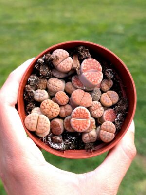 Lithops mix 8,5