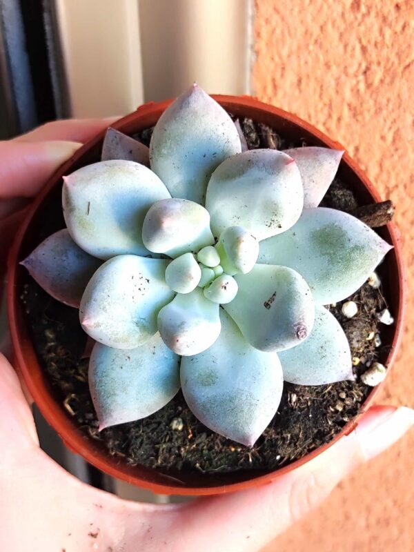 Pachyveria Angel Fingers