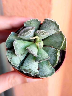 Adromischus Cristatus