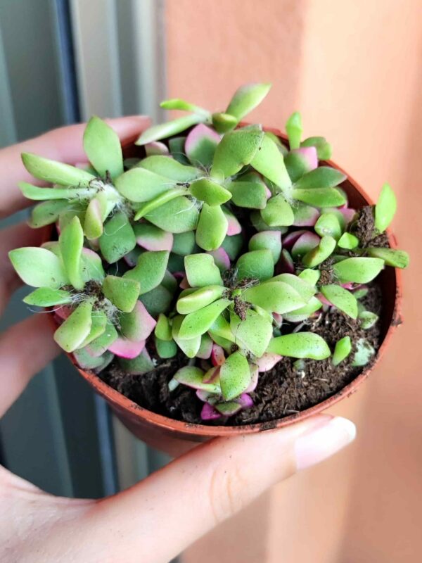 Anacampseros Telephiastrum variegata 8.5