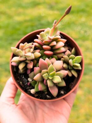 Anacampseros Telephiastrum variegata 8,5