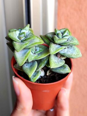 Crassula Rupestris