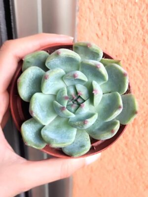 Echeveria chihuahuensis