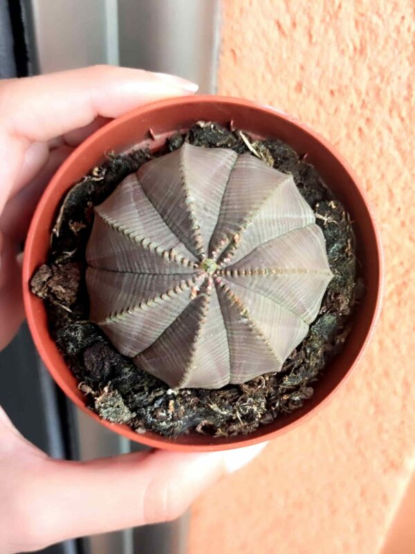 Euphorbia Obesa