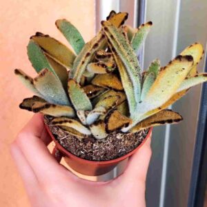 Kalanchoe Tomentosa Chocolate Soldier 8,5