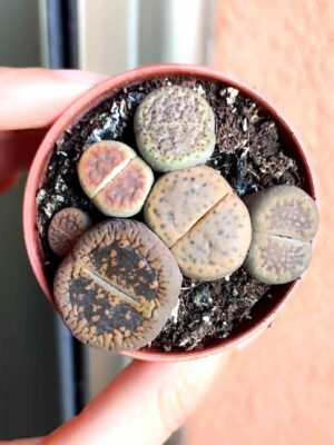Lithops