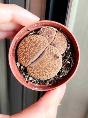Lithops 5,5