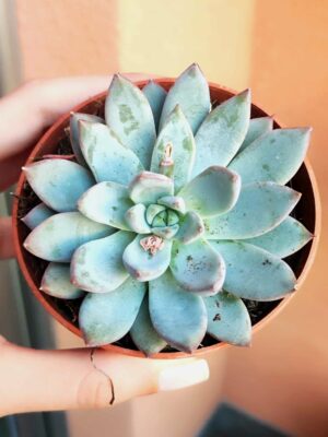 Pachyveria Hanabijin