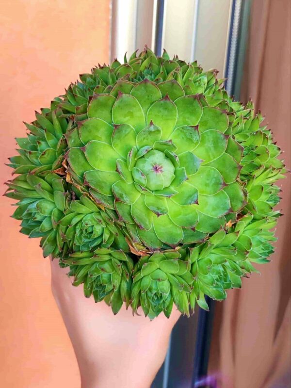 Sempervivum Tectorum bouquet