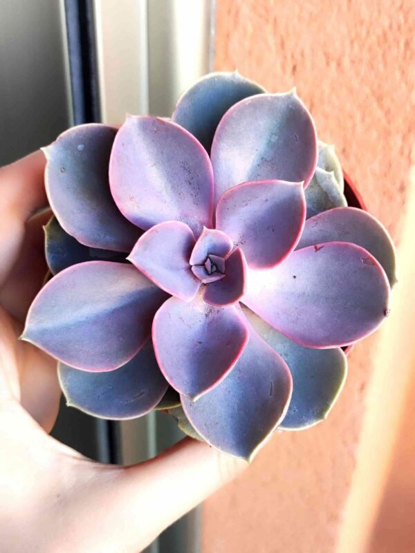 Echeveria Perlevon Nürnberg