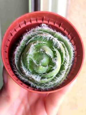Crassula Barbata 55
