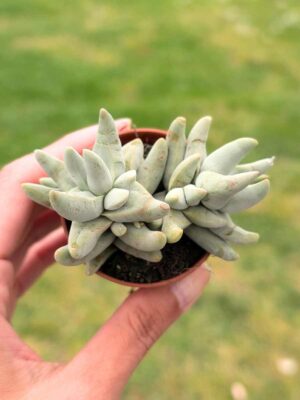 Crassula Cornuta 5,5