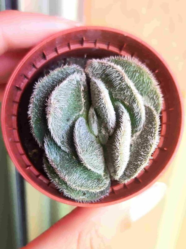 Crassula-Tomentosa-Vandreval-55