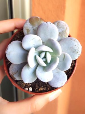 Echeveria Laui