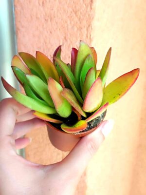 Crassula Capitella 5,5