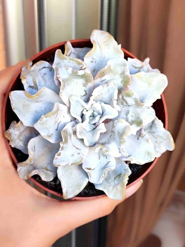 Echeveria Crispate Beauty 8,5