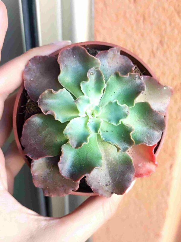Echeveria Ruffle Neon