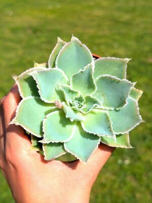 Echeveria Simulans 8,5