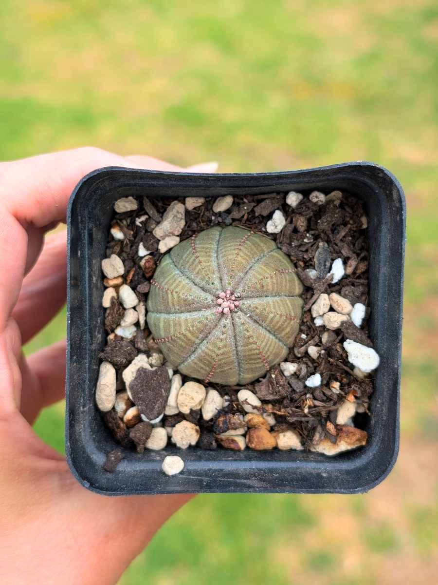 Euphorbia Obesa 5,5