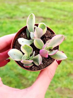 Crassula Swaziensis variegata 5,5