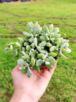 Cotyledon Pendens 8,5